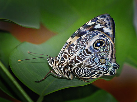 Blomfild's Beauty, Smyrna blomfildia (Fabricius, 1781) from Rio Broncini Caranavi, videoframe 22th  january 2015. Photographer; Peter Mllmann