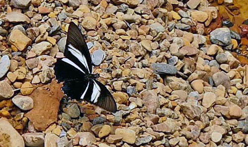 Battus crassus crassus (Cramer, 1777). Rio Zongo, Caranavi, elev. 800 m. d.  14 january 2015. Photographer: Peter Mllmann