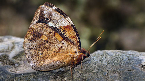 Dynastor darius (Fabricius, 1775). Suapi, Coroico, Yungas, Bolivia 29 January 2015. Photographer; Peter Møllmann