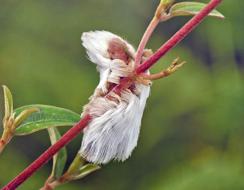 Flannel Moth, Family: Megalopygidae. Caranavi december 2014. Photographer; Peter Møllmann