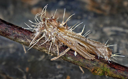 Suapi, Coroico, Yungas, Bolivia 29 January 2015. Photographer; Peter Møllmann