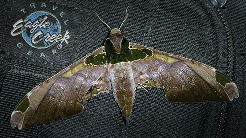 Caranavi, Yungas, Bolivia december 2014. Photographer; Jan Flindt Christensen