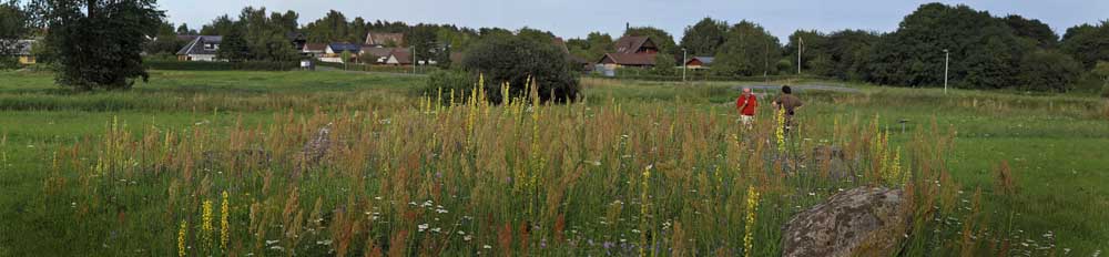 Shargacucullia lychnitis lokalitet. Lolland d. 12 august 2015. Fotograf; Lars Andersen. 