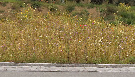 Rundkørsel med vilde blomster i Kokkedal, Nordsjælland d. 26 august 2015. fotograf, Lars Andersen