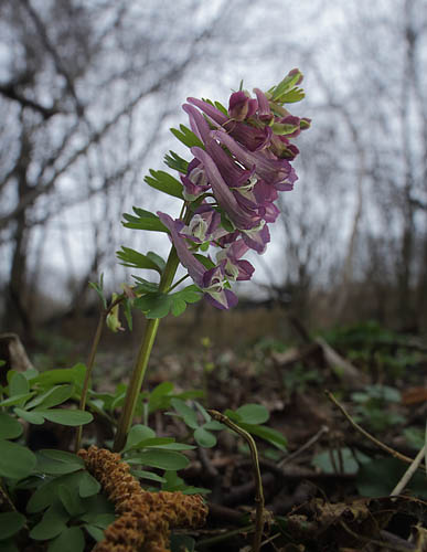 Langstilket Lrkespore, Corydalis solida. Ryvang, det nordlige Kbenhavn d. 27 marts 2015. Fotograf; Lars Andersen