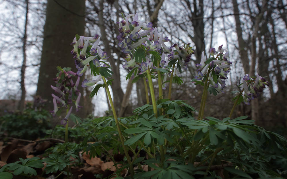 Langstilket Lrkespore, Corydalis solida. Ryvang, det nordlige Kbenhavn d. 27 marts 2015. Fotograf; Lars Andersen