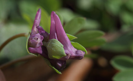 Liden Lrkespore, Corydalis intermedia. Holte d. 3 april 2015. Fotograf; Lars Andersen