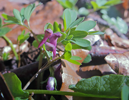 Liden Lrkespore, Corydalis intermedia. Holte d. 3 april 2015. Fotograf; Lars Andersen