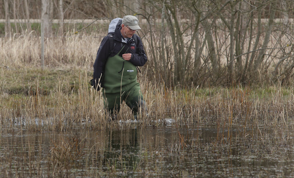 Biologen Lars Maltha Rasmussen tæller frøæg. Amager Fælled d. 7 april 2015. Fotograf; Lars Andersen