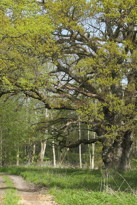 Favrsted Skov, Lolland d. 15 Maj 2015. Fotograf: Lars Andersen