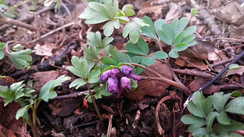 Liden Lrkespore, Corydalis intermedia fra Vaserne, Nordsjlland d. 27 marts 2015. Fotograf; Anders Michaelsen