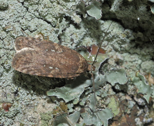 Almindelig Fladmøl, Agonopterix heracliana. Onterød Skov, Midtsjælland d. 18 september 2015. Fotograf; Lars Andersen
