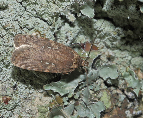 Almindelig Fladml, Agonopterix heracliana. Onterd Skov, Midtsjlland d. 18 september 2015. Fotograf; Lars Andersen