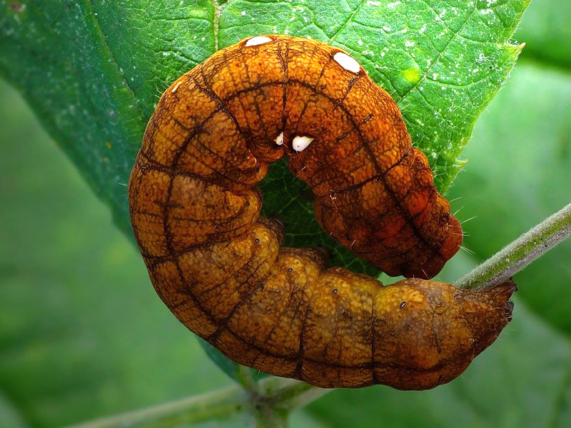 Bandad hallonspinnare / Klyngerspinder, Habrosyne pyritoides. Grenå Hede, Djursland d. 10 oktober 2015. Fotograf; Kjed Brem