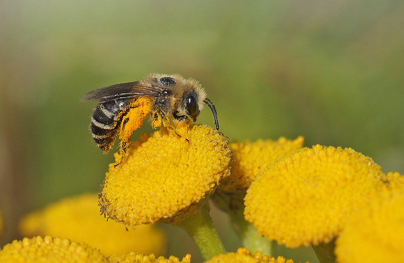 Colletes similis. Gulstav Mose, det sydlige Langeland d. 22 august 2015. fotograf; Lars Andersen