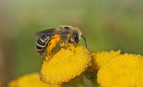 Colletes similis. Gulstav Mose, det sydlige Langeland d. 22 august 2015. fotograf; Lars Andersen