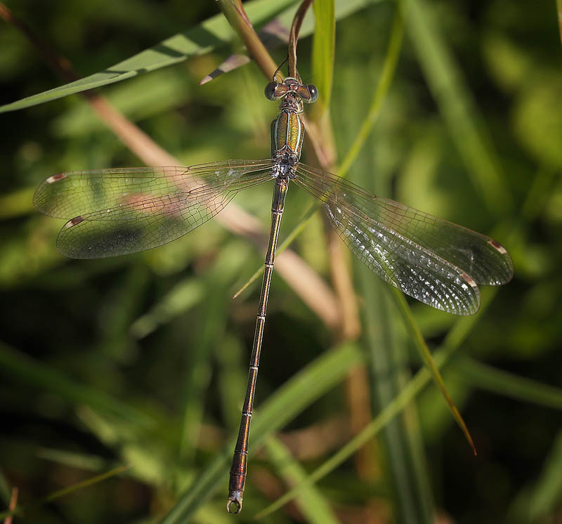 Sydlig Kobbervandnymfe, Lestes barbarus. Gulstav Mose, det sydlige Langeland d. 22 august 2015. fotograf; Lars Andersen