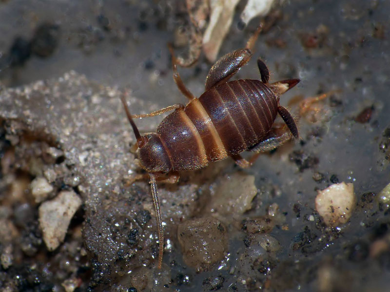 Myrefrekylling, Myrmecophilus acervorum. Dybblsbro st. Kbenhavn d. 25 oktober 2015. fotograf; Poul Ulrik