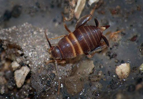 Myrefrekylling, Myrmecophilus acervorum. Dybblsbro st. Kbenhavn d. 25 oktober 2015. fotograf; Poul Ulrik