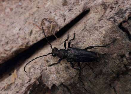 Sort Blomsterbuk, Stictoleptura scutellata. Pinseskoven, det vestlig Amager d. 25 juli 2015. Fotograf; Lars Andersen