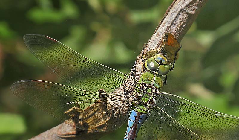 Stor Bredpande, Ochlodes sylvanus fanget af Stor Kejserguldsmed, Anax imperator. Pinseskoven d. 1 august 2015. Fotograf: Lars Andersen