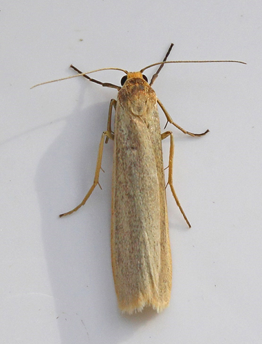 Blegpandet Lavspinder, Eilema pygmaeola. Bjerget, Lolland d. 5 juli 2015. Fotograf; Claus Grahndin