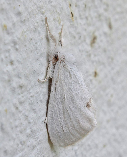 Krsbrsrdgump / Gulhale, Euproctis similis. Bjerget, Lolland, Danmark d. 25. juli 2015. Fotograf; Claus Grahndin