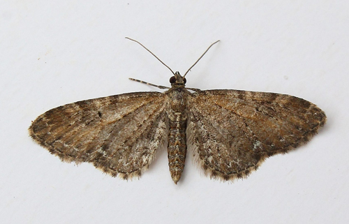 Almindelig Dværgmåler, Eupithecia vulgata. Bjerget, Lolland d. 16 juni 2015. Fotograf; Claus Grahndin Tak til Klaus Hermansen for ID.