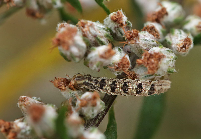 Brun Dværgmåler, Eupithecia absinthiata. Engholm, Hundested, Nordsjælland d. 26 august 2015. Fotograf; Lars Andersen