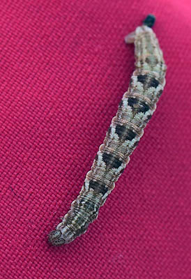 Hvidplettet Dværgmåler, Eupithecia tripunctaria. Engholm, Hundested, Nordsjælland d. 26 august 2015. Fotograf; Lars Andersen