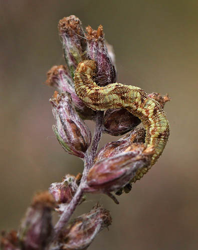 Brun Dværgmåler, Eupithecia absinthiata. Nokken, det vestlige Amager d. 2 september 2015. Fotograf; Lars Andersen