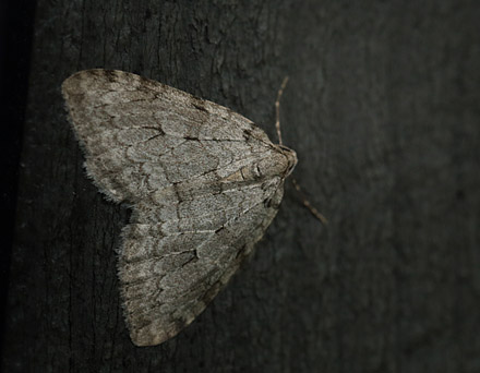 Oktobermler, Epirrita dilutata han. Arenakke, Nordsjlland d. 21 oktober 2015. Fotograf; Lars Andersen