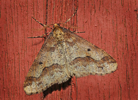 Stor Frostmler, Erannis defoliaria (Clerck, 1759) han. H/F Prvestenen, Vestamager d. 14 november 2015. Fotograf; Lars Andersen