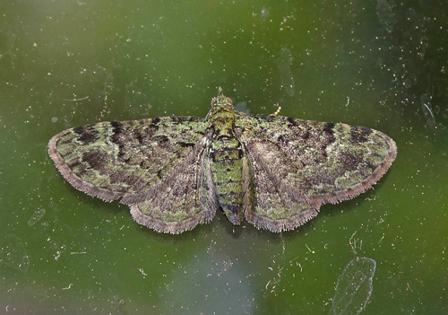 Grøn Dværgmåler, Pasiphila rectangulata. Bjerget, Lolland d. 10 juni 2015. Fotograf; Claus Grahndin