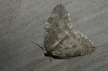 Oktobermler, Epirrita dilutata. Arenakke, Nordsjlland d. 20 oktober 2015. Fotograf; Lars Andersen