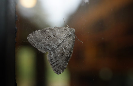 Oktobermler, Epirrita christyi han. Arenakke, Nordsjlland d. 22 oktober 2015. Fotograf; Lars Andersen