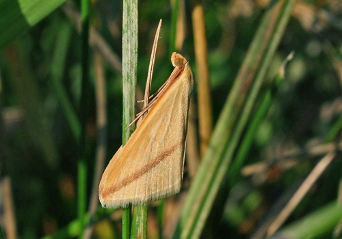 Vestalinden, Rhodometra sacraria. Tors Strand, Lolland d. 31 august 2015. Fotograf; Claus Grahndin