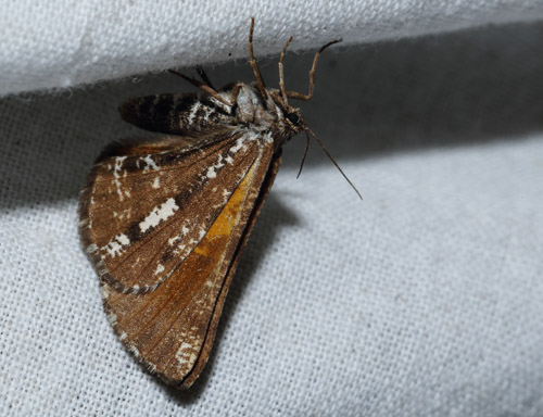 Fyrremåler, Bupalus piniaria. Arrenakke, Nordsjælland d. 4 august 2015. Fotograf; Lars Andersen