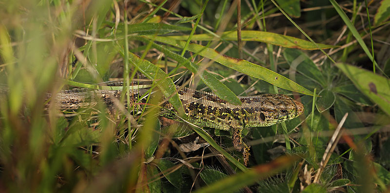 Vesterlyng. Eskebjerg. Vestsjælland d. 12 september 2015. Fotograf; Lars Andersen