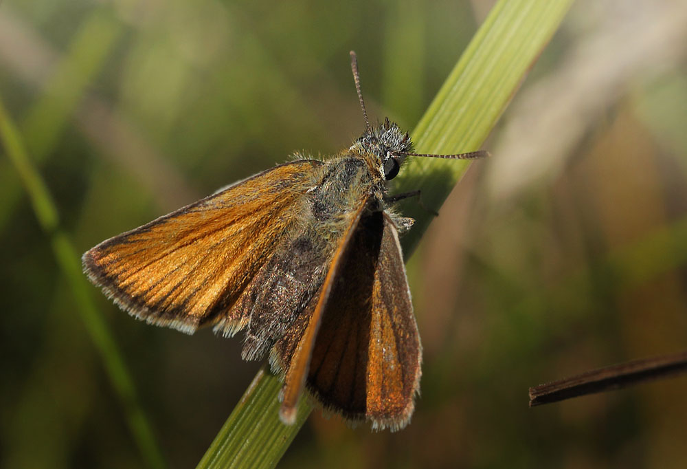 Stregbredpande, Thymelicus lineola, hun. restaden d. 9 august 2015. Fotograf; Lars Andersen