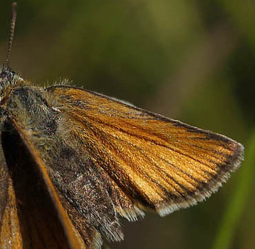 Stregbredpande, Thymelicus lineola, hun. restaden d. 9 august 2015. Fotograf; Lars Andersen