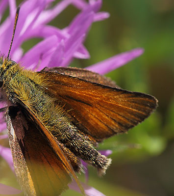 Stregbredpande, Thymelicus lineola, hun. restaden d. 9 august 2015. Fotograf; Lars Andersen