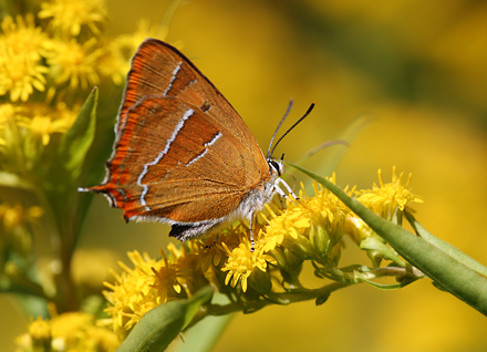 Guldhale hun p Sildig Gyldenris. Arrenakke Bakke d. 18 august 2015. Fotograf; Klaus Malling Olsen 