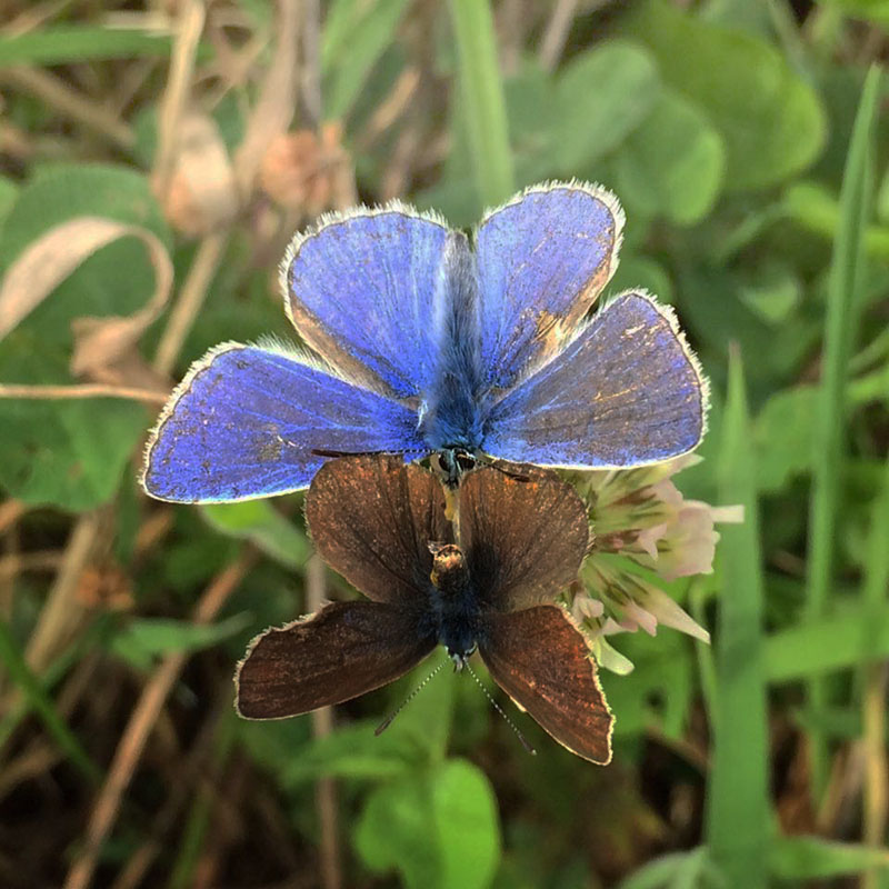 Almindelig Blåfugl han kurtiserer en hun. Det østlige Jylland juli 2015. Fotograf: Anne Carstensen