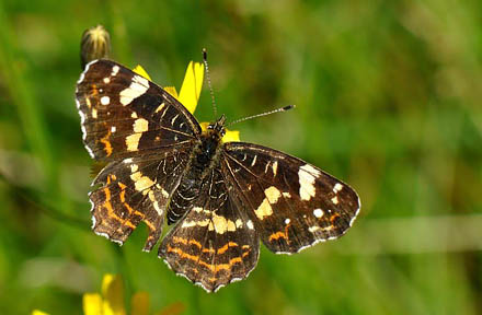 Nldesommerfugl,Arschina levana form: porima. Groest Hede, Jylland d. 9 august 2015. Fotograf; Allan Haagensen