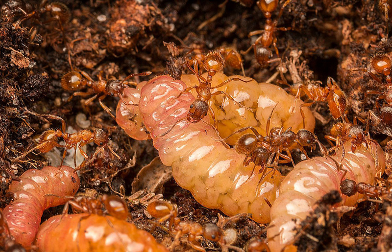 Ensianblfugl, Maculinea alcon larver og Korttornet Stimyre, Formica rubra. Nordmarken, Ls d. 5 juni 2015. Fotograf; David Nash