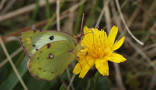 Gul Høsommerfugl, Colias hyale hun. Brunddragene, Lolland d. 15 august 2015. Fotograf: Lars Andersen
