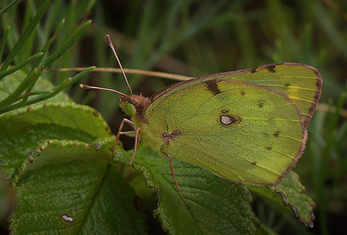 Gul Høsommerfugl, Colias hyale hun. Brunddragene, Lolland d. 15 august 2015. Fotograf: Lars Andersen