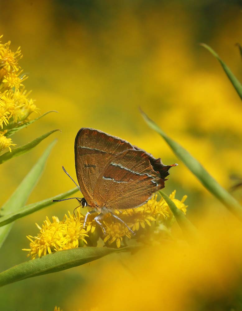 Guldhale hun p Sildig Gyldenris. Arrenakke Bakke d. 18 august 2015. Fotograf; Lars Andersen