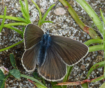 Isblfugl, Polyommatus amandus hun.  Dragstrup Vig, Mors d. 20 juni 2015. Fotograf;  Karenmarie Simonsen